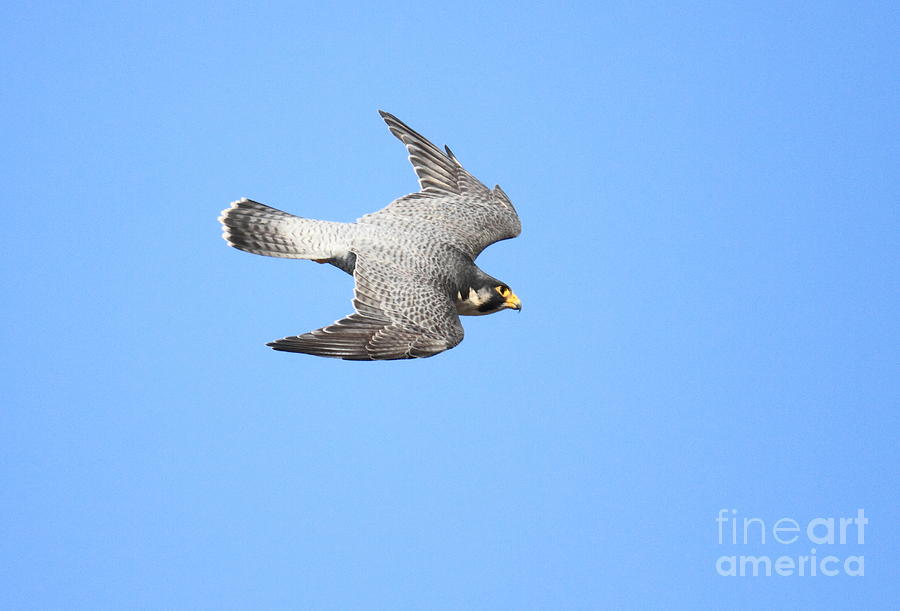 Peregrine Falcon Photograph - Peregrine Falcon in a Dive by Akihiro Asami