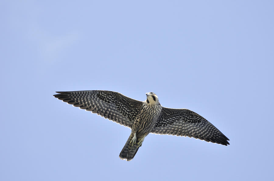 Peregrine Falcon in Flight Photograph by Landbysea