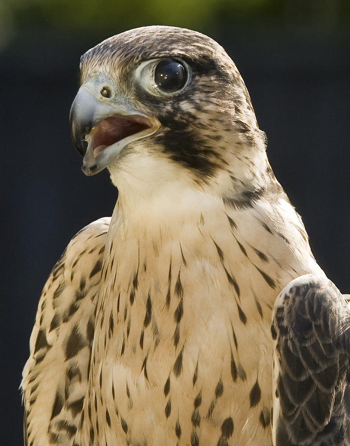 Peregrine Falcon Photograph by Jack Nevitt