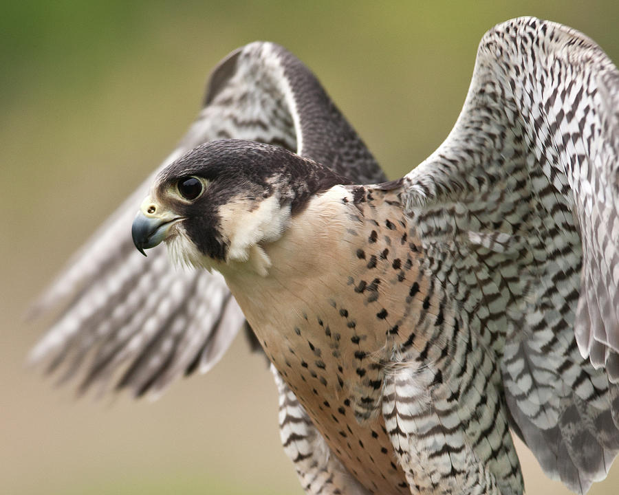 Bird Photograph - Peregrine Falcon by Jody Trappe Photography