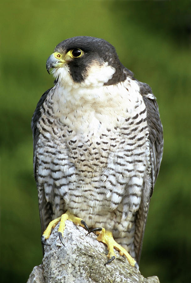 Falcon Photograph - Peregrine Falcon by John Devries/science Photo Library