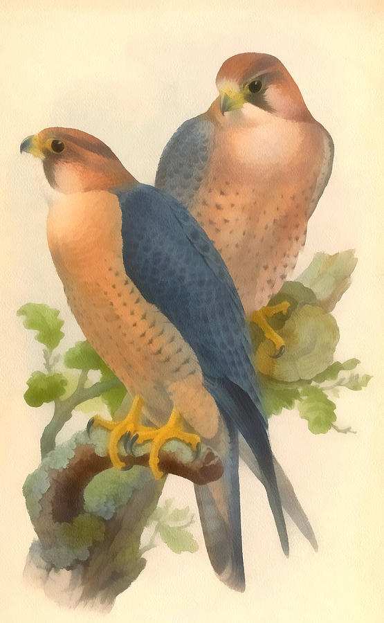 Peregrine Falcon Digital Art by John Gould