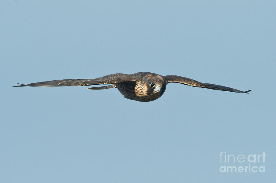 Falcon Photograph - Peregrine Falcon Juvenile by Anthony Mercieca