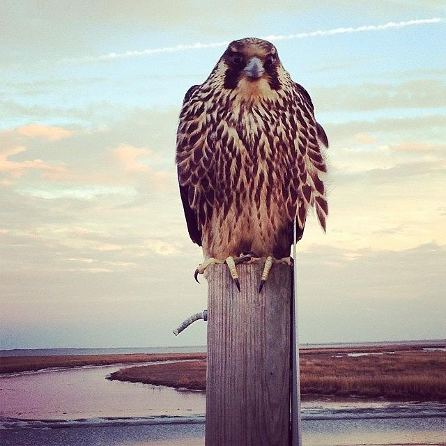Falcon Photograph - Peregrine Falcon  by Katie Cupcakes