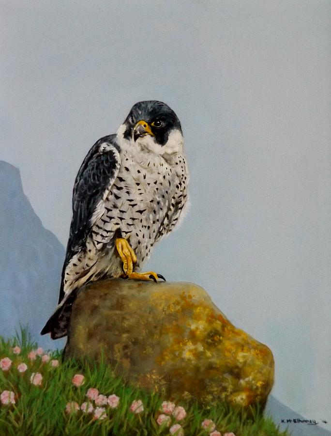 Peregrine Falcon