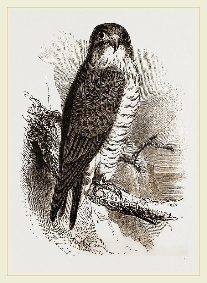 Peregrine Falcon Drawing by Litz Collection Fine Art America