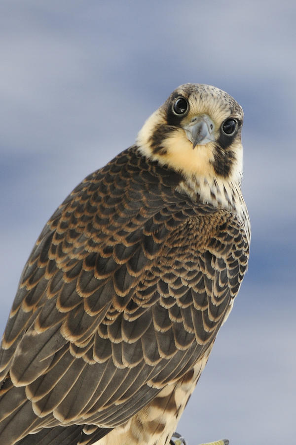 Peregrine falcon looking at you Photograph by Bradford Martin