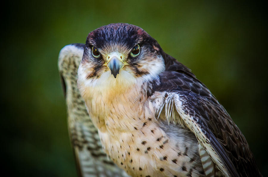 Peregrine Falcon Photograph by Mark Llewellyn