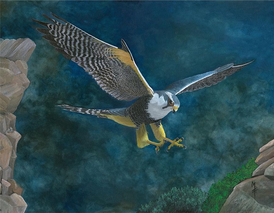 Peregrine Falcon Painting By Marsha Friedman Fine Art America