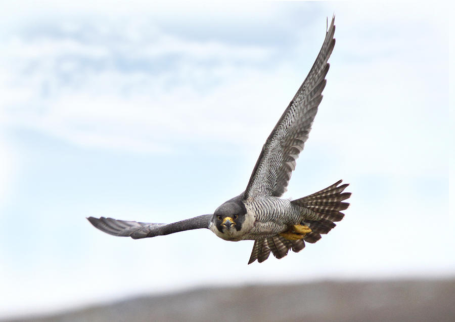 Peregrine Falcon Photograph by Mike Warburton Photography