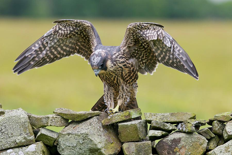 Nature Photograph - Peregrine Falcon On A Dry-stone Wall by John Devries/science Photo Library