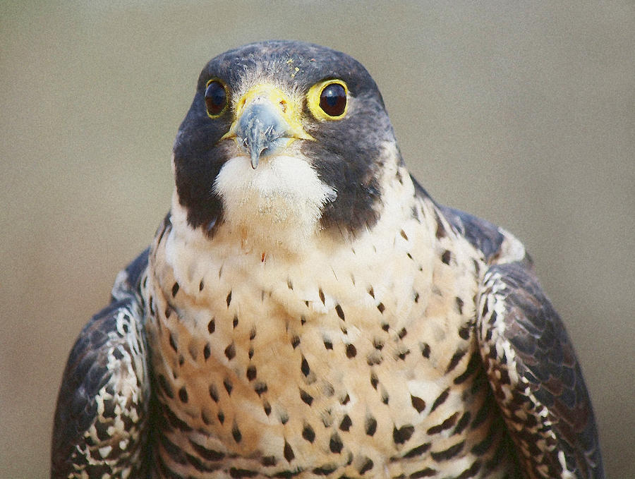 Bird Photograph - Peregrine Falcon by Paulette Thomas
