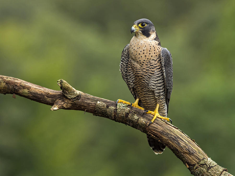 Peregrine falcon perched on branch Photograph by Javier Fernández Sánchez