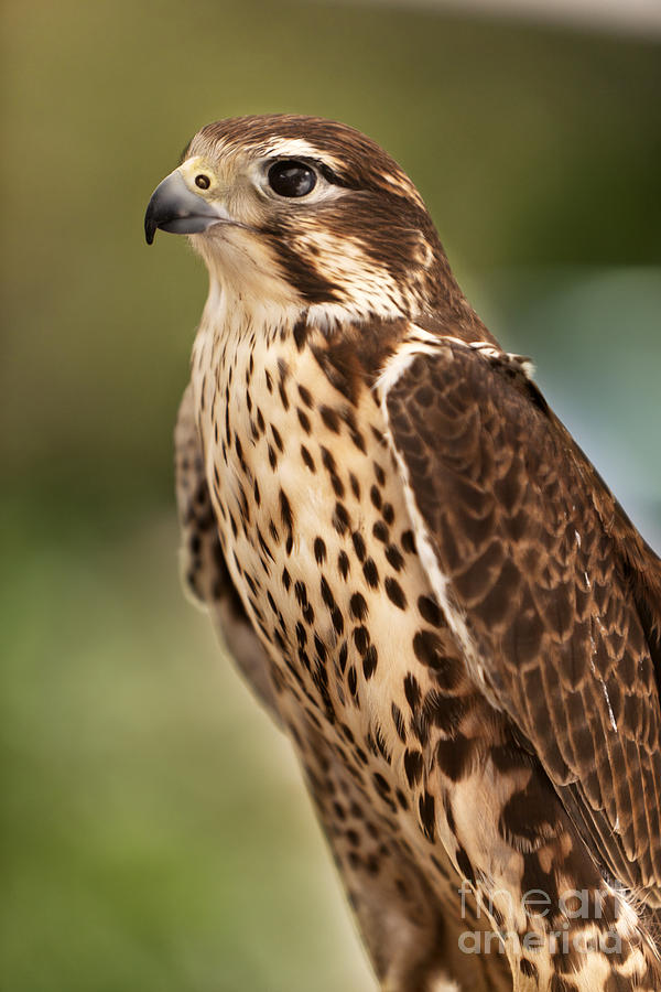 Prairie Falcon Portrait Photograph by David Millenheft