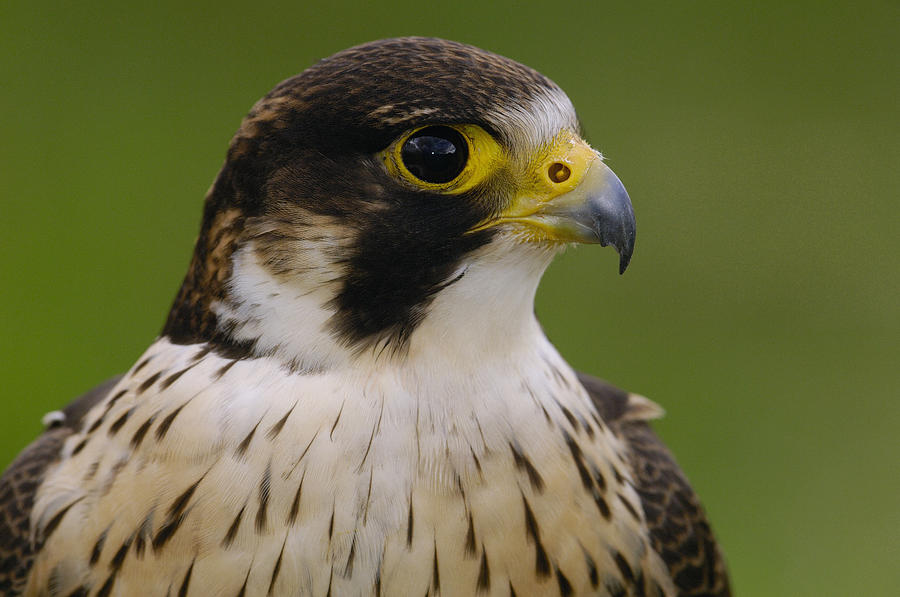 Peregrine Falcon Portrait Ecuador Photograph by Pete Oxford - Fine Art ...