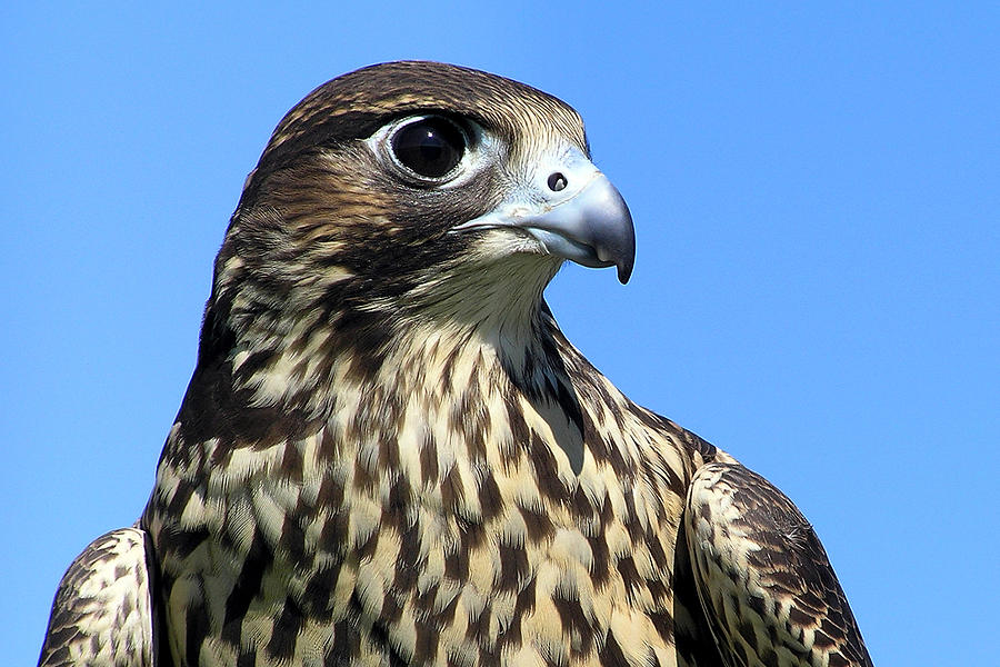 Peregrine Falcon Photograph by Christina Rollo