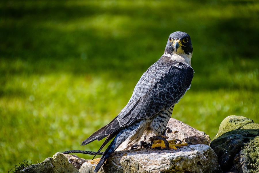 Peregrine Falcon Photograph by Randy Scherkenbach