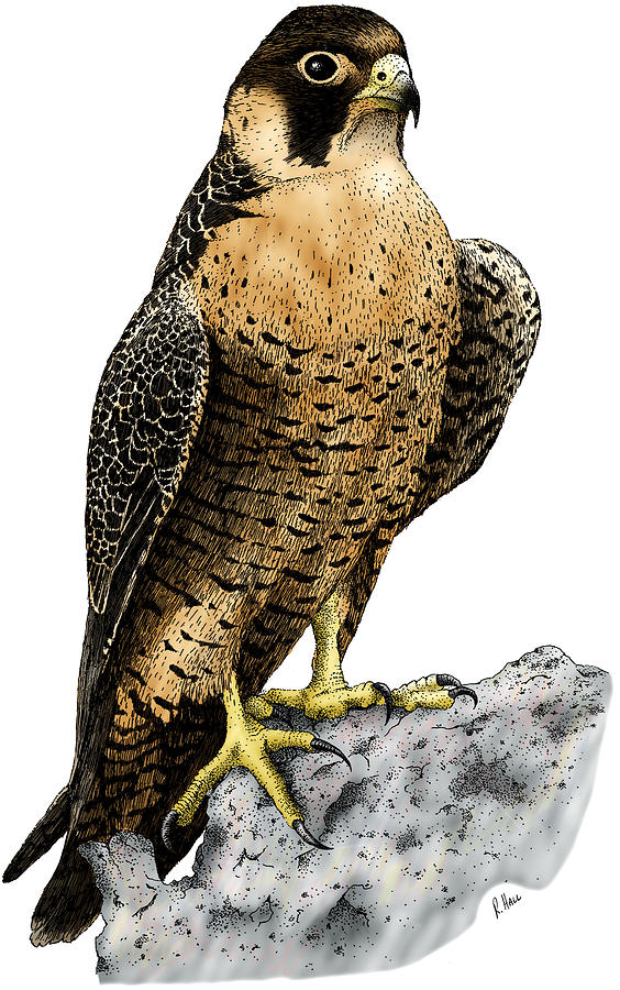 Peregrine Falcon Photograph by Roger Hall