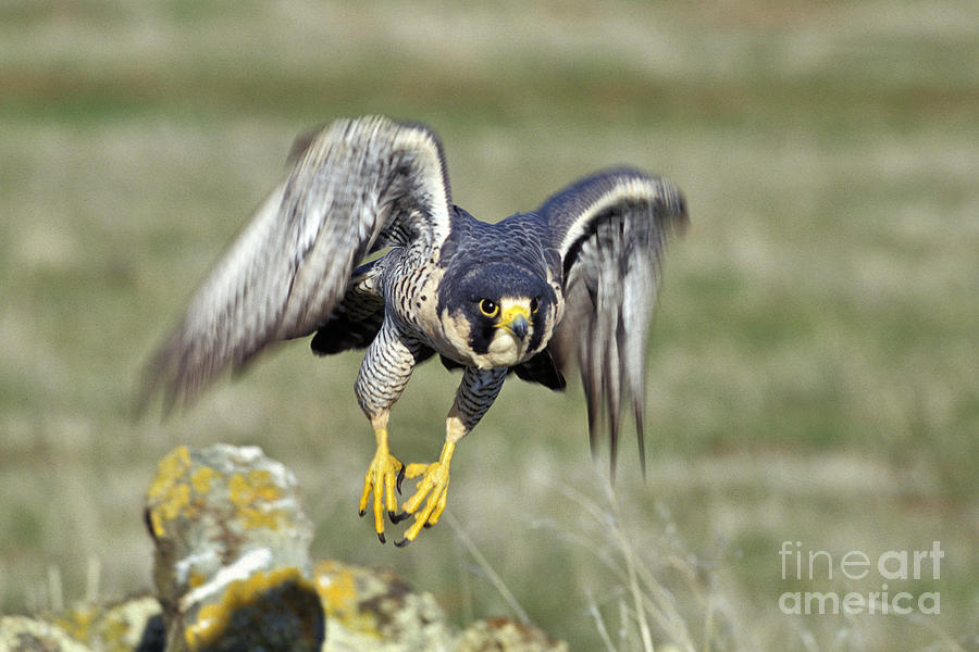 Peregrine Falcon Photograph by Ron Sanford