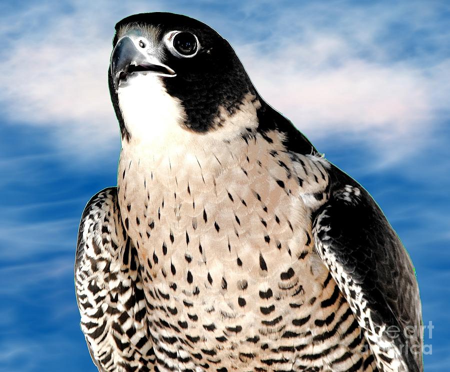 Falcon Photograph - Peregrine Falcon by Rose Santuci-Sofranko