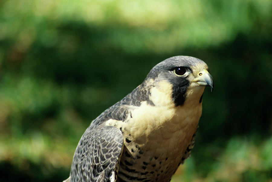 Falcon Photograph - Peregrine Falcon by Sally Mccrae Kuyper/science Photo Library