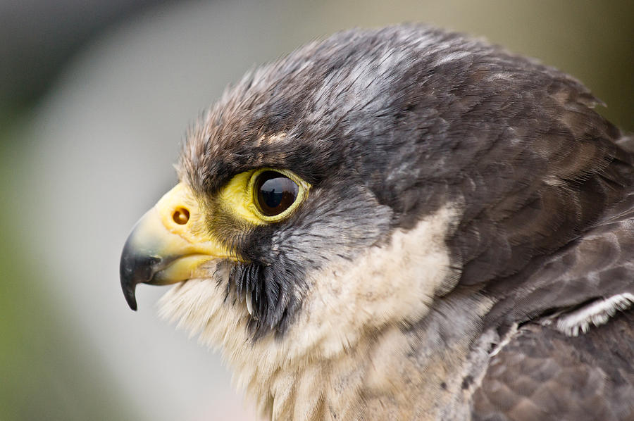 Peregrine falcon Photograph by Scott Carruthers
