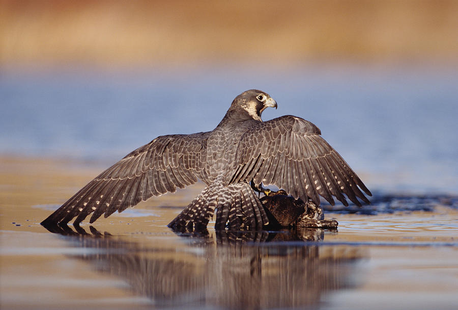 Peregrine Falcon Standing Over Prey Photograph by Tim Fitzharris