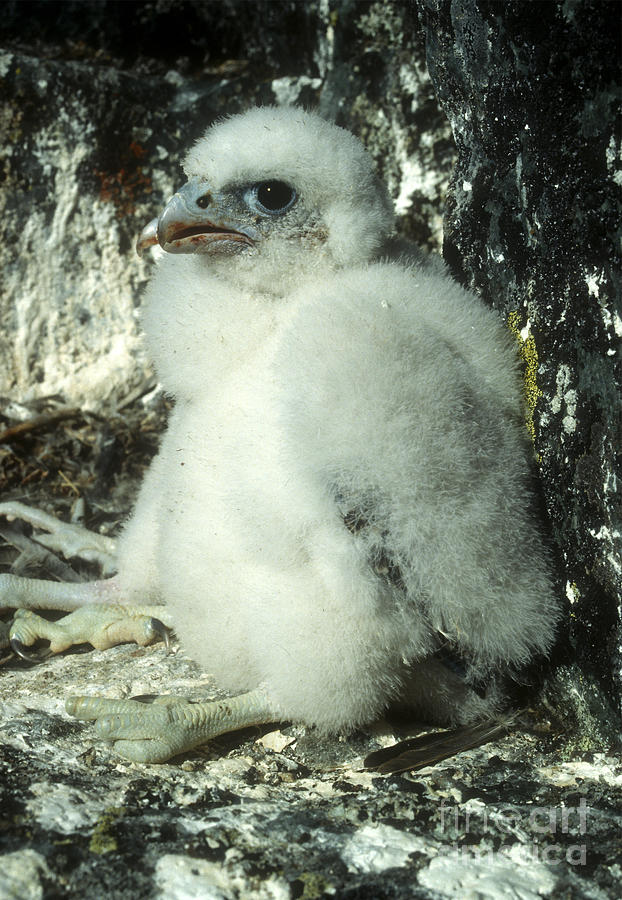 Peregrine Falcon Photograph by Steven Ralser