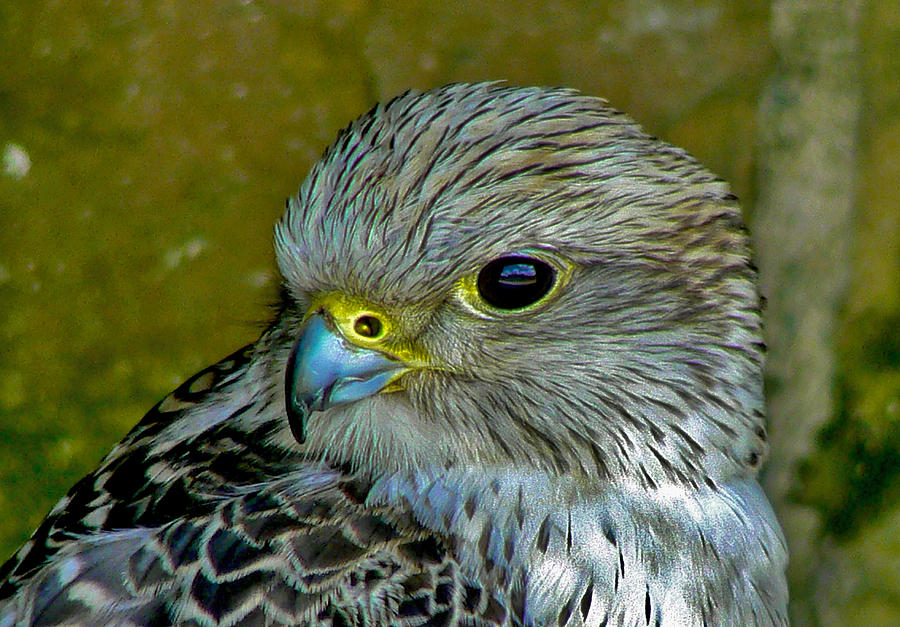 Falcon Photograph - Peregrine Falcon by Trevor Kersley