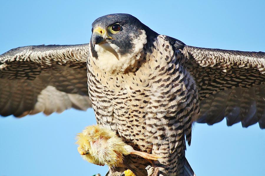 Peregrine Falcon with Chicken for Dinner Photograph by Paulette Thomas ...