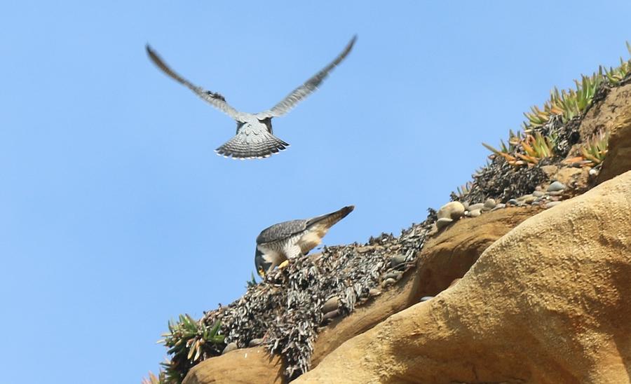 San Diego Photograph - Peregrine Falcons - 2 by Christy Pooschke