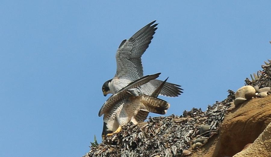 Peregrine Falcons - 4 Photograph