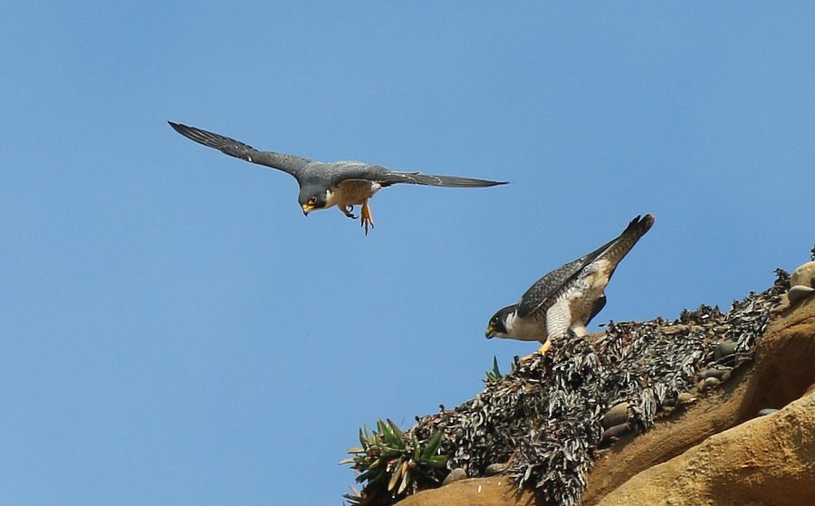Peregrine Falcons - 6  Photograph by Christy Pooschke