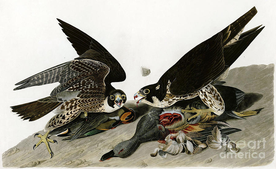 Peregrine Falcons  Drawing by Celestial Images