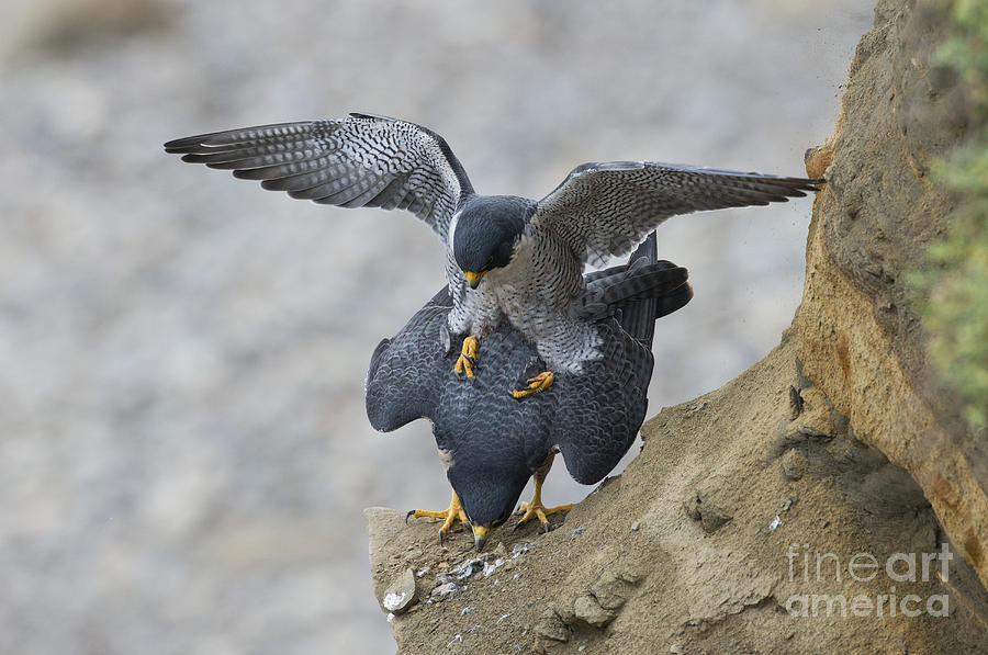 Peregrine Falcons Mating Photograph by Anthony Mercieca