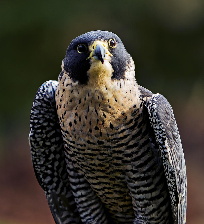Peregrine Focus Photograph by Mary Jo Allen