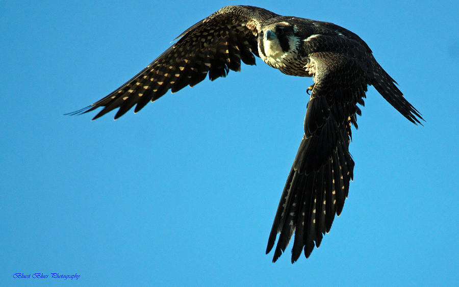 Peregrine In Flight A Photograph By Ed Nicholles Fine Art America