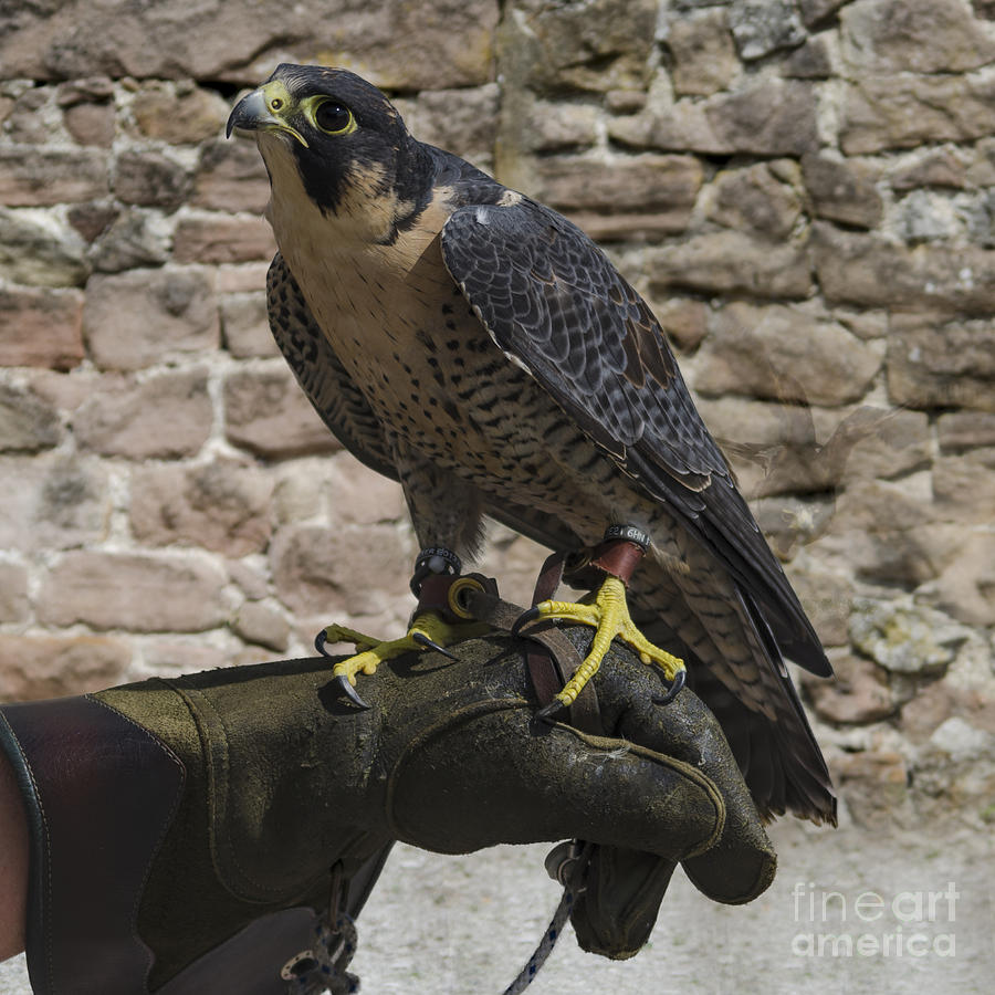 Peregrine on glove Photograph by Steev Stamford