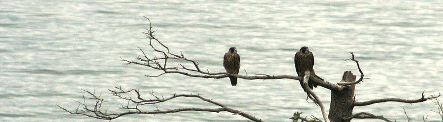 Peregrine Perch Photograph by Sue Long
