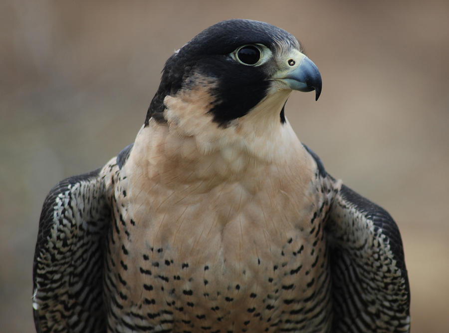 Peregrine Profile Photograph by Richard Bryce and Family