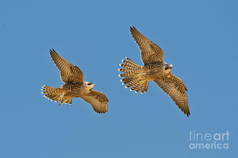 Peregrine Siblings Chasing Each Other Photograph by Anthony Mercieca
