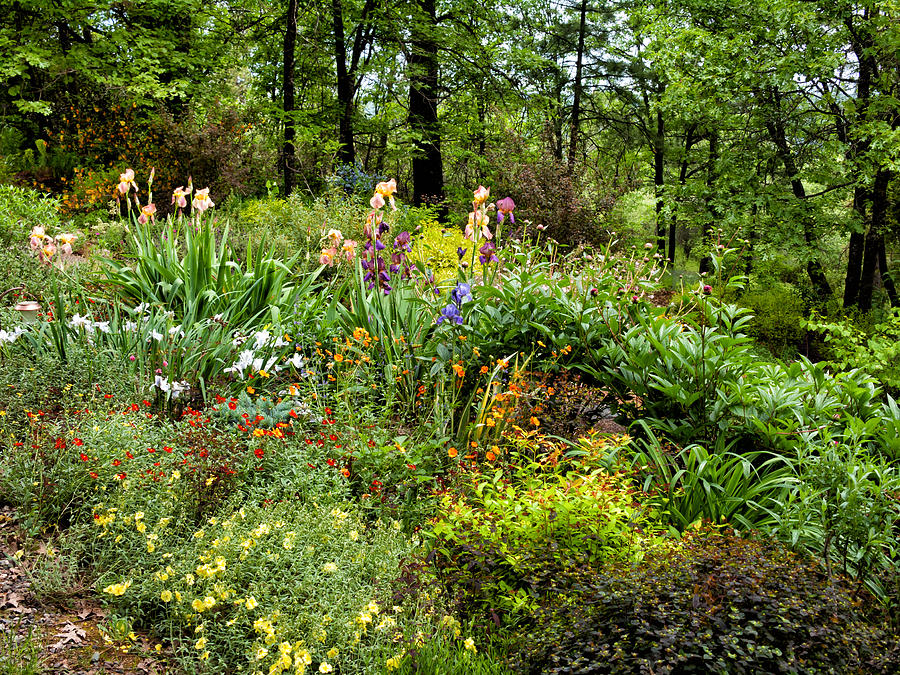 Perennial Bed Photograph by Kathleen Bishop
