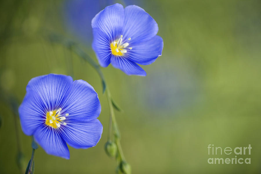 Perennial Flax Flowers Photograph by Inga Spence