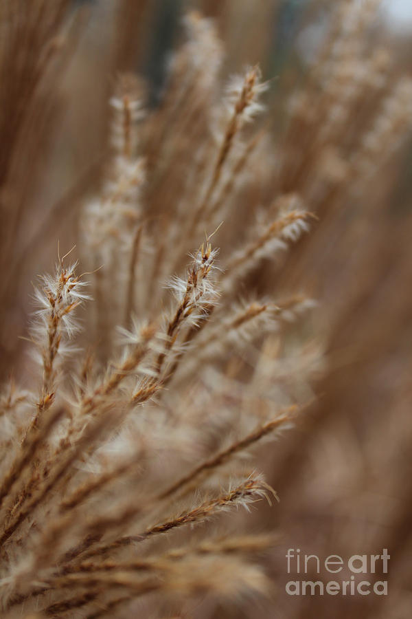 Ornamental Grass Photograph - Perennial Grass by Arlene Carmel