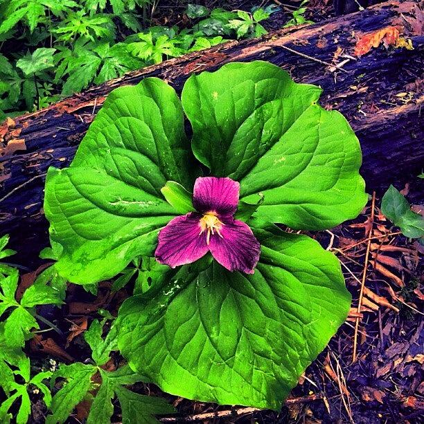 Perfect Photograph - #perfect #beautiful #red #trillium In by M R M