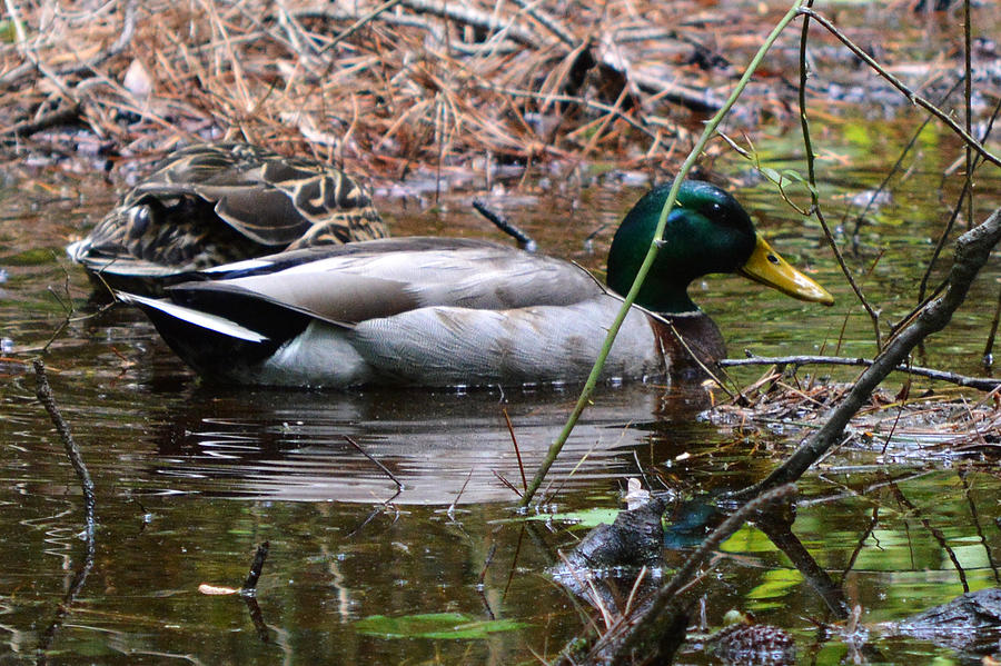 Camouflaged Mallard Ducks Photograph by Bill Swartwout