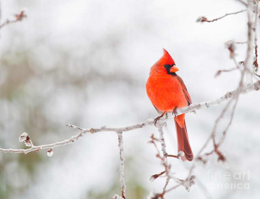 Perfect Cardinal Photograph by Cheryl Baxter