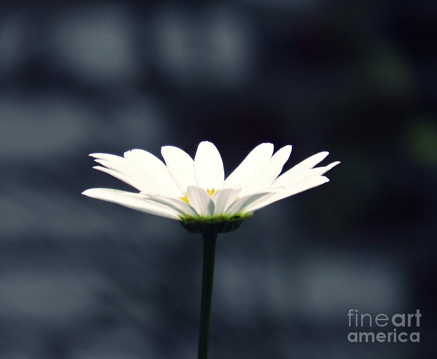 Daisy Photograph - Perfect Daisy by Sarah Loft