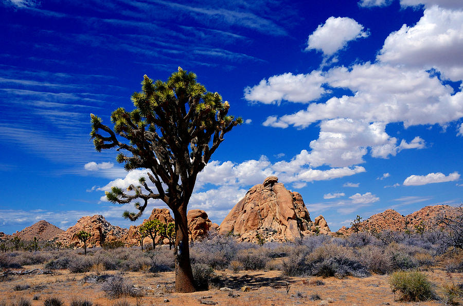 Perfect Day in Joshua Tree Photograph by Tranquil Light Photography