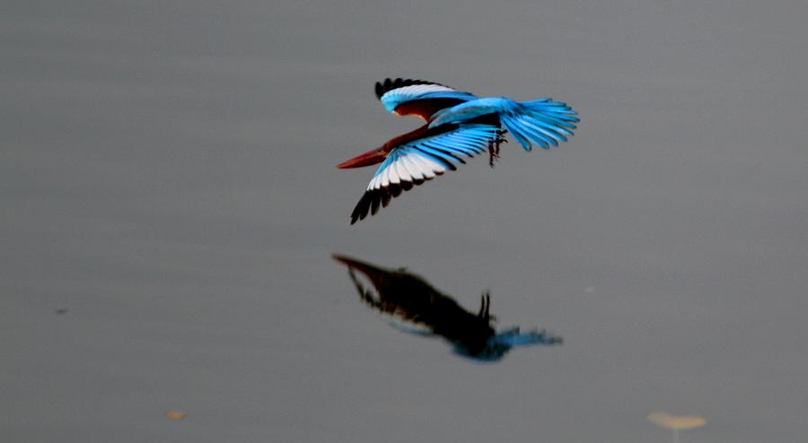 Perfect Dive Photograph by Ramabhadran Thirupattur